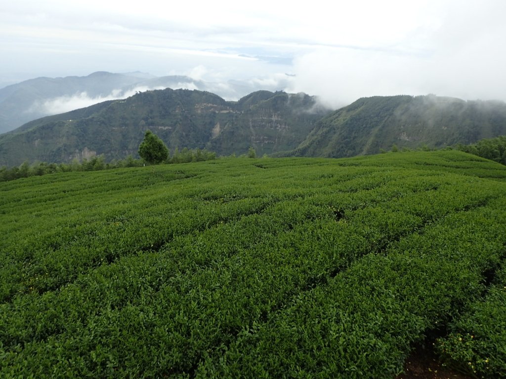 PA231827.JPG - 古坑  雲嶺之丘