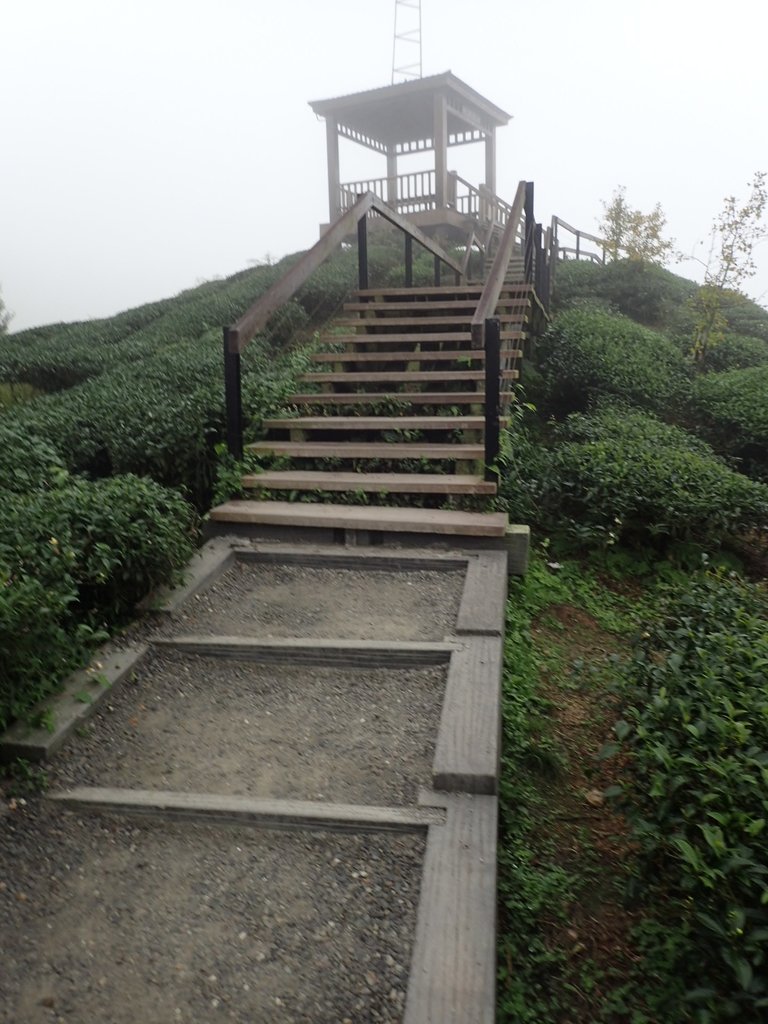 PA171102.JPG - 鹿谷  大崙山  霧中茶園之美(02)