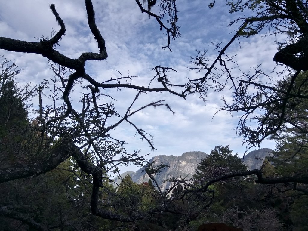 DSC_1650.JPG - 阿里山  沼平公園  賞櫻