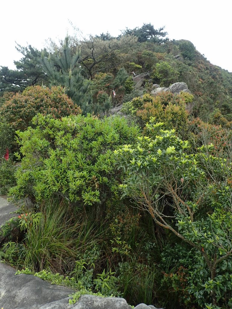 P3160068.JPG - 汐止  柯子林山  如意湖