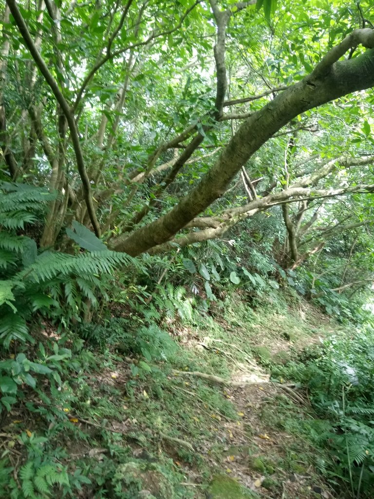 DSC_5292.JPG - 瑞芳  白象山(弘明山) 未竟