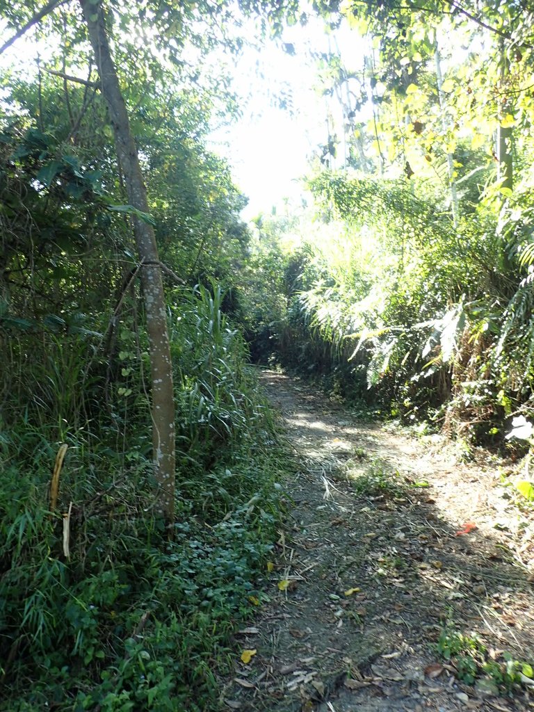 PA040343.JPG - 魚池  過坑山登山步道