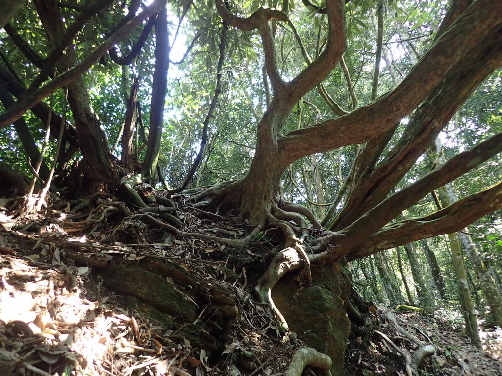 PA040449.JPG - 魚池  大尖山登山步道