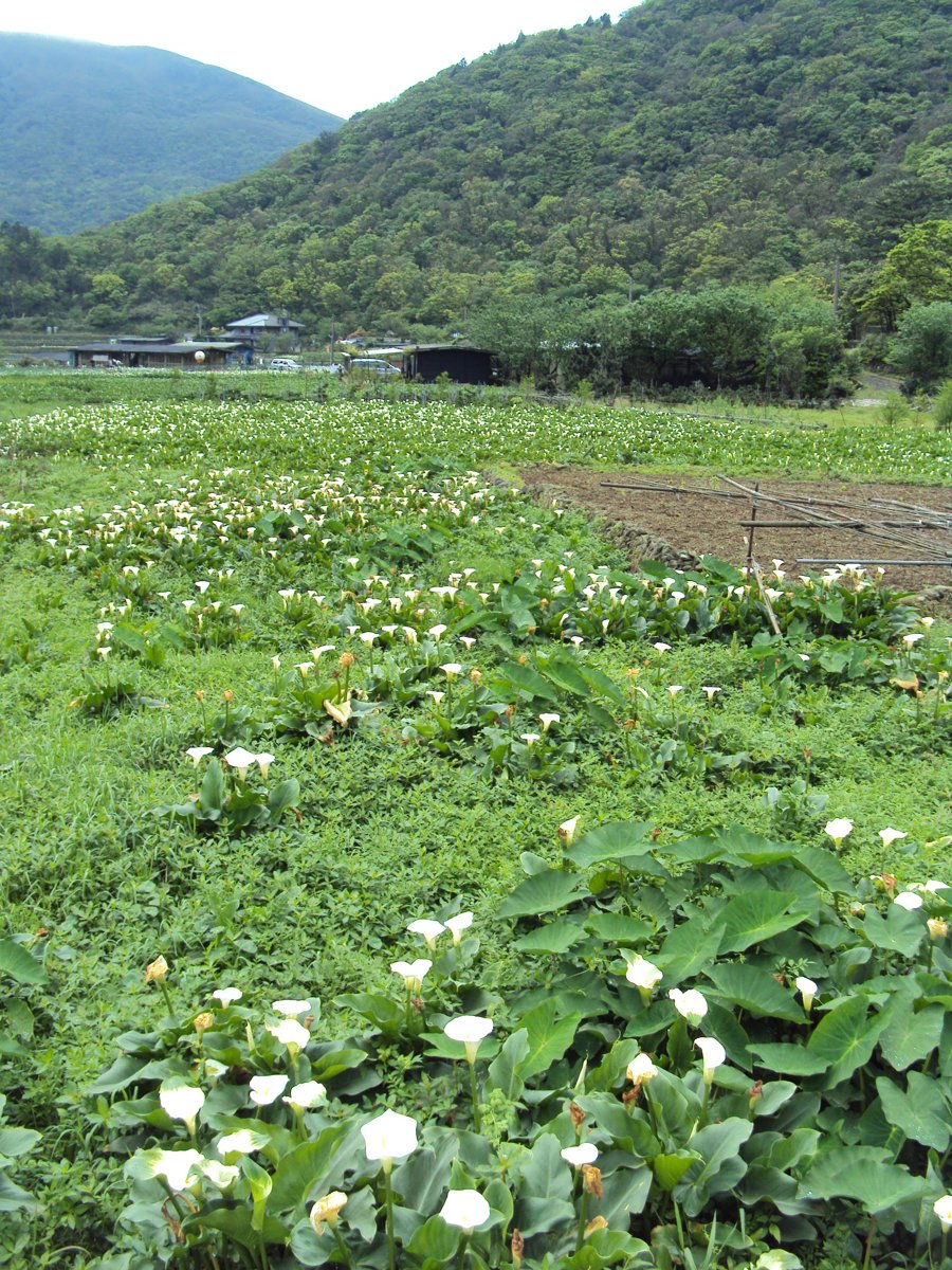 DSC05241.JPG - 竹子湖海芋步道