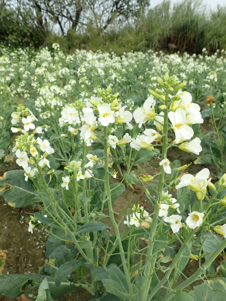 P2024814.JPG - 淡海  洲子灣  芥藍菜花田