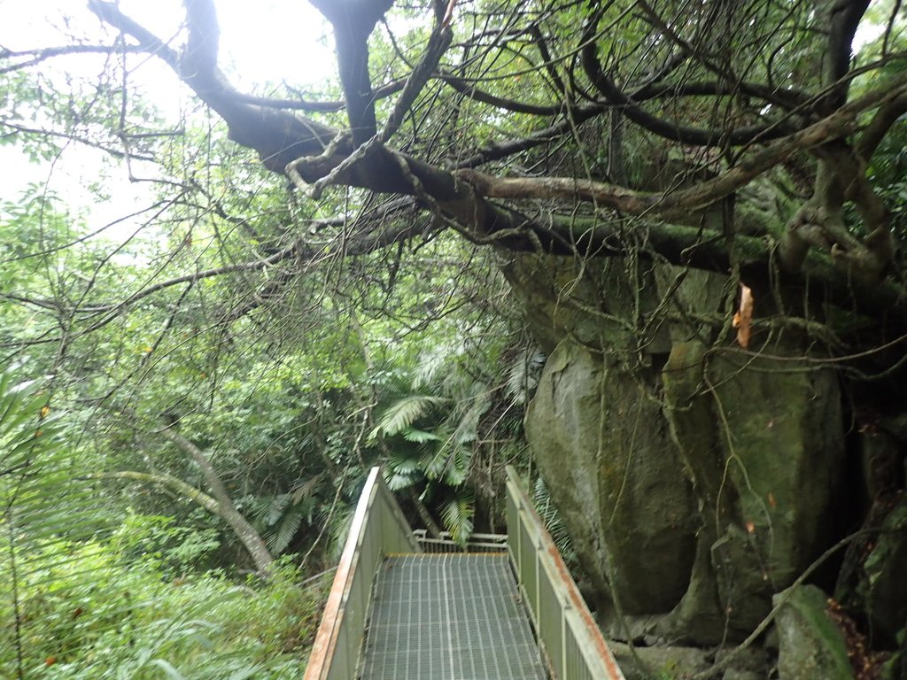 PA231570.JPG - 草嶺  蓬萊瀑布步道