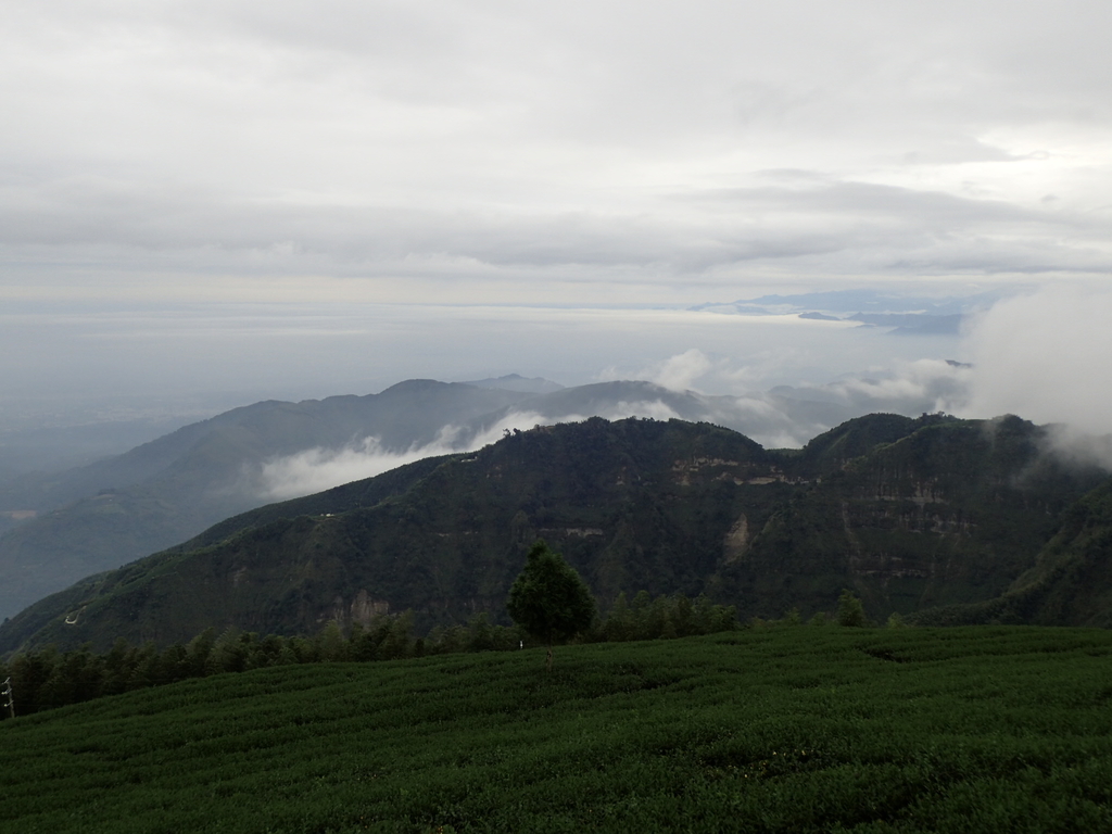 PA231830.JPG - 古坑  雲嶺之丘