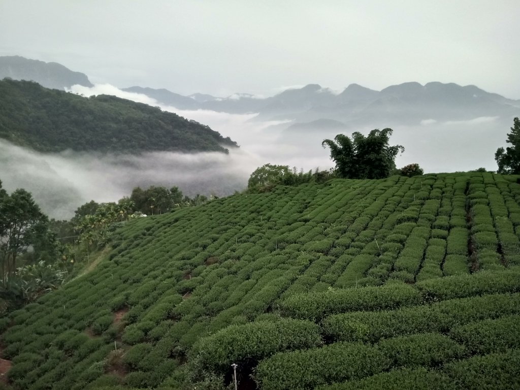 DSC_1379.JPG - 石壁途中之   茶山雲雨