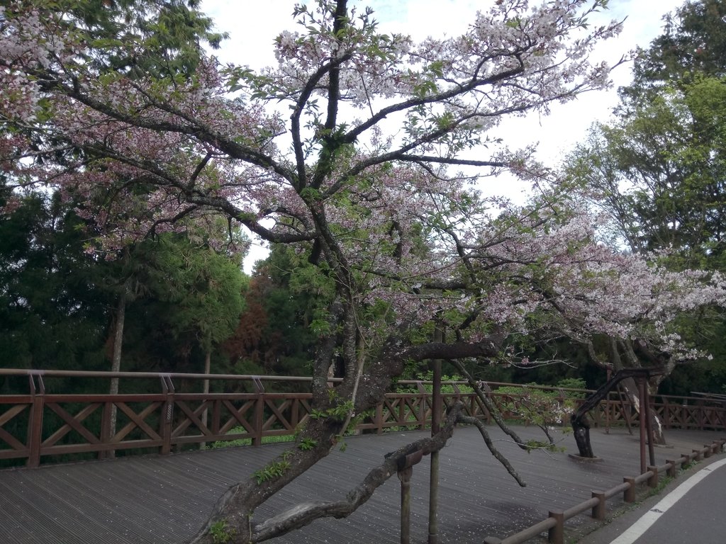 DSC_1652.JPG - 阿里山  沼平公園  賞櫻