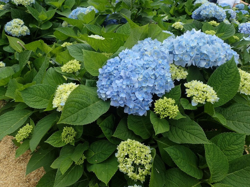 P5157512.JPG - 陽明山  高家繡球花園