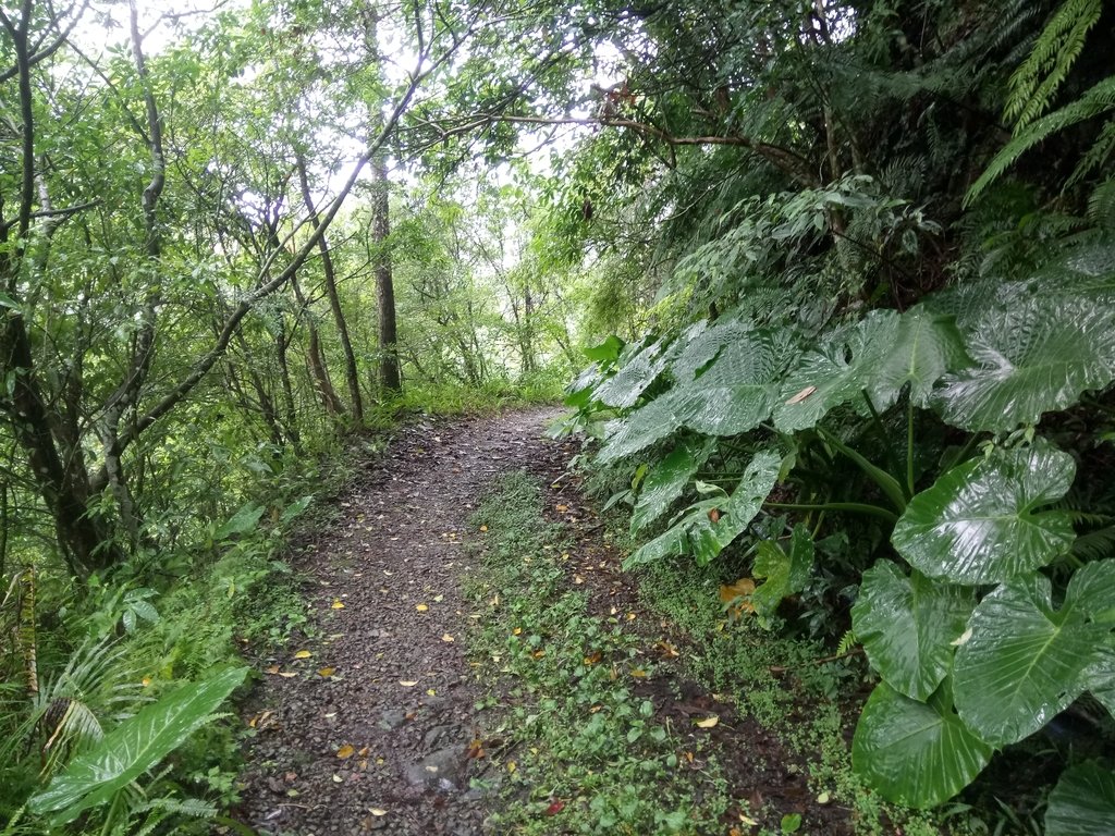 DSC_5081.JPG - 烏來  西坑林道  探幽