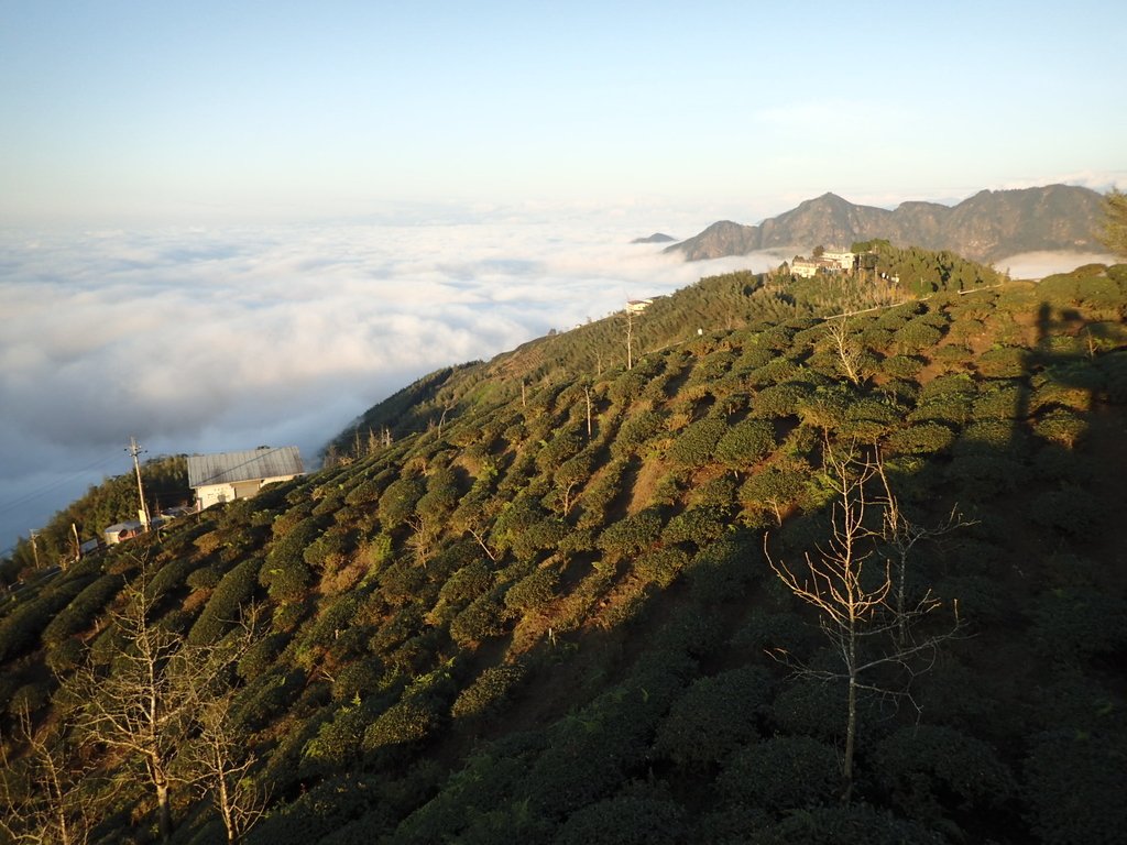 P1076398.JPG - 鹿谷  大崙山  觀霧亭之  暮光