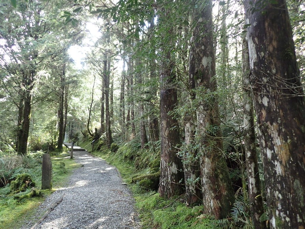 PB265502.JPG - 太平山  翠峰湖環山步道  02