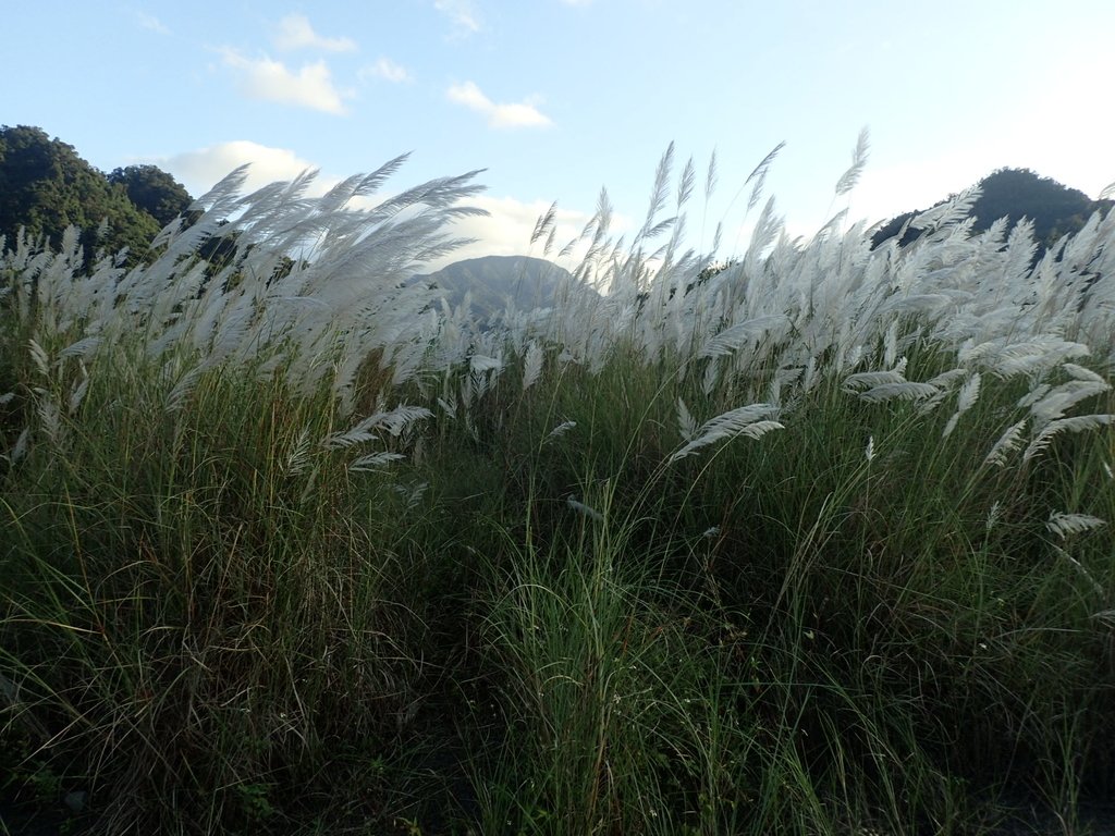 PB169303.JPG - 屈尺高灘地  甜根子草