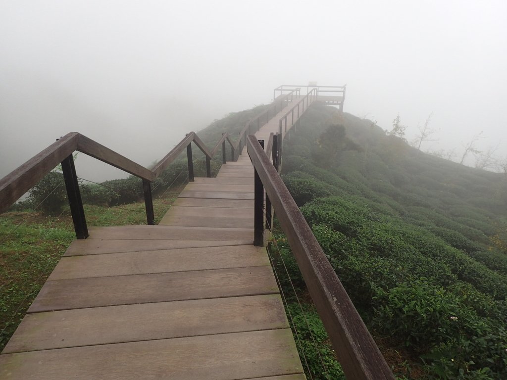 PA171107.JPG - 鹿谷  大崙山  霧中茶園之美(02)