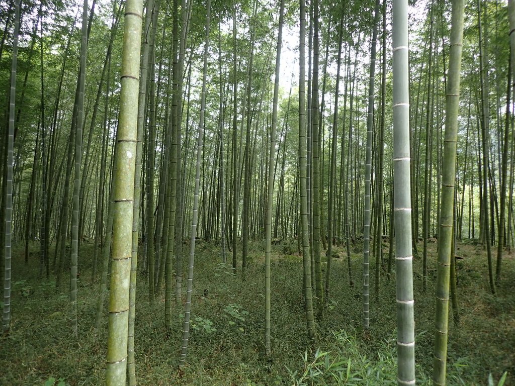 PA171279.JPG - 鹿谷  長源圳古道