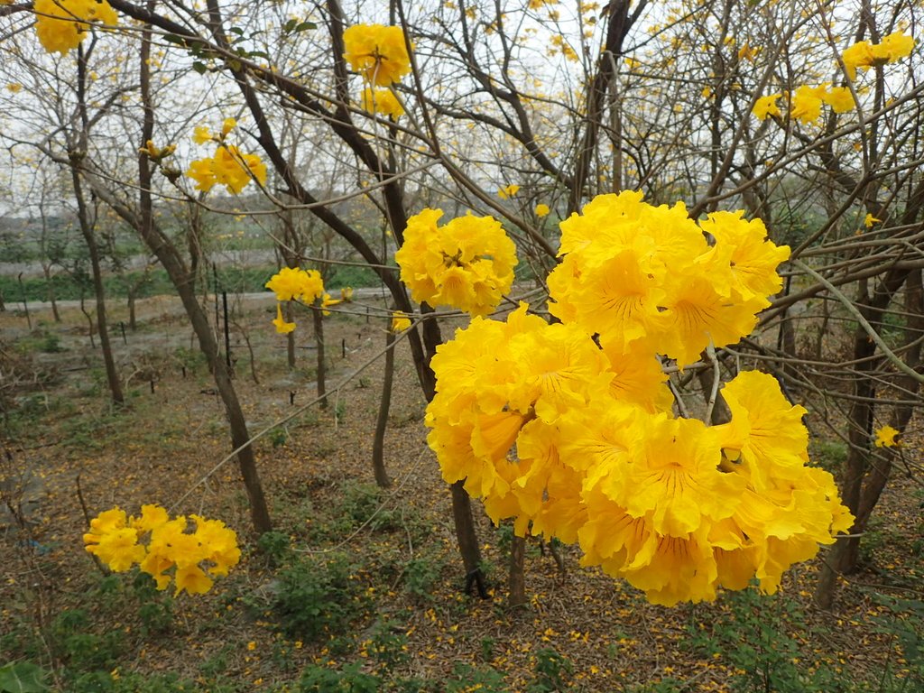 P3066564.JPG - 竹塘  田頭堤防  黃花風鈴木