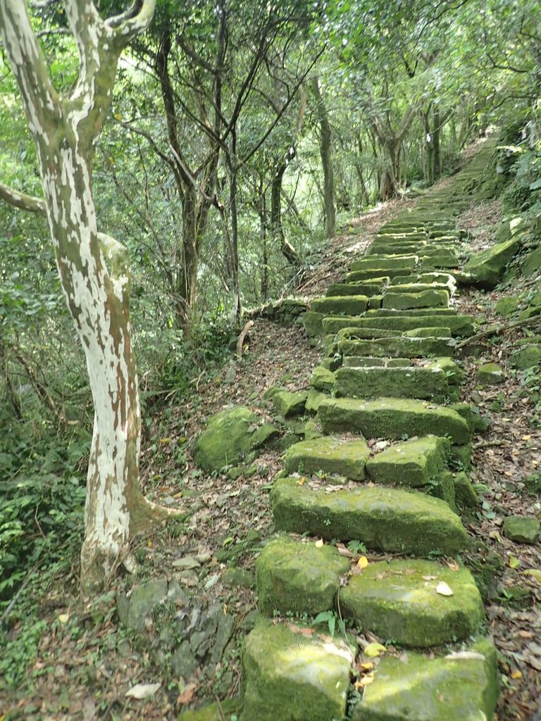 P7062146.JPG - 九份  小粗坑越嶺古道