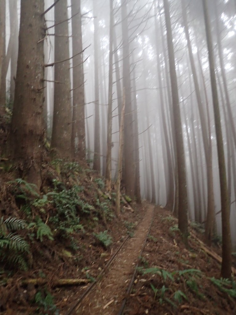 P2035004.JPG - 南庄  加里山  森林鐵道