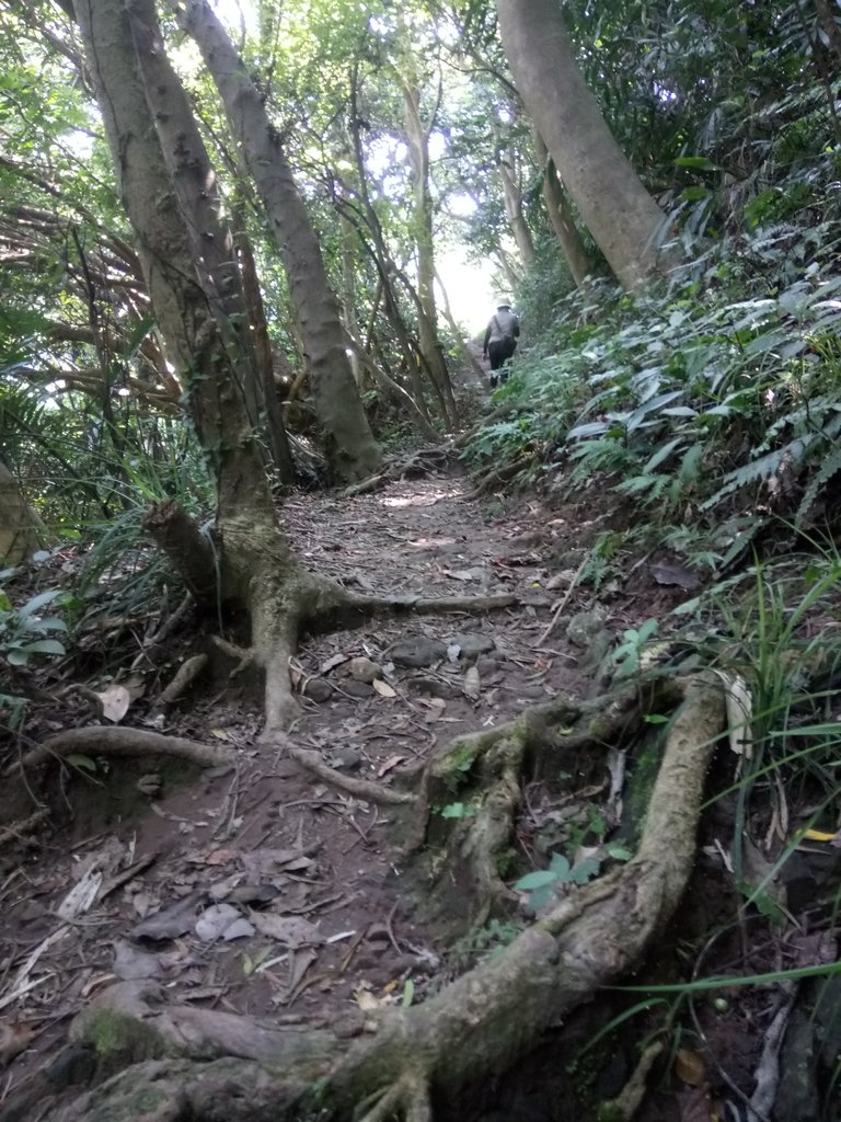 DSC_6901.JPG - 觀音山之  北橫古道