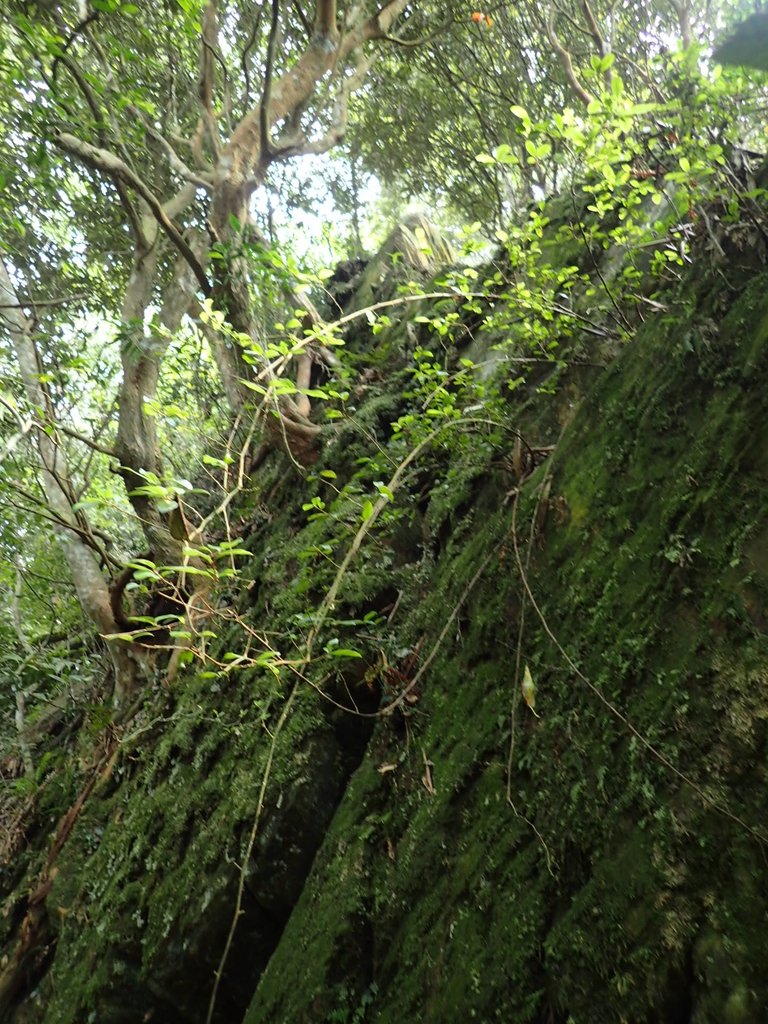 PA040483.JPG - 魚池  大尖山登山步道