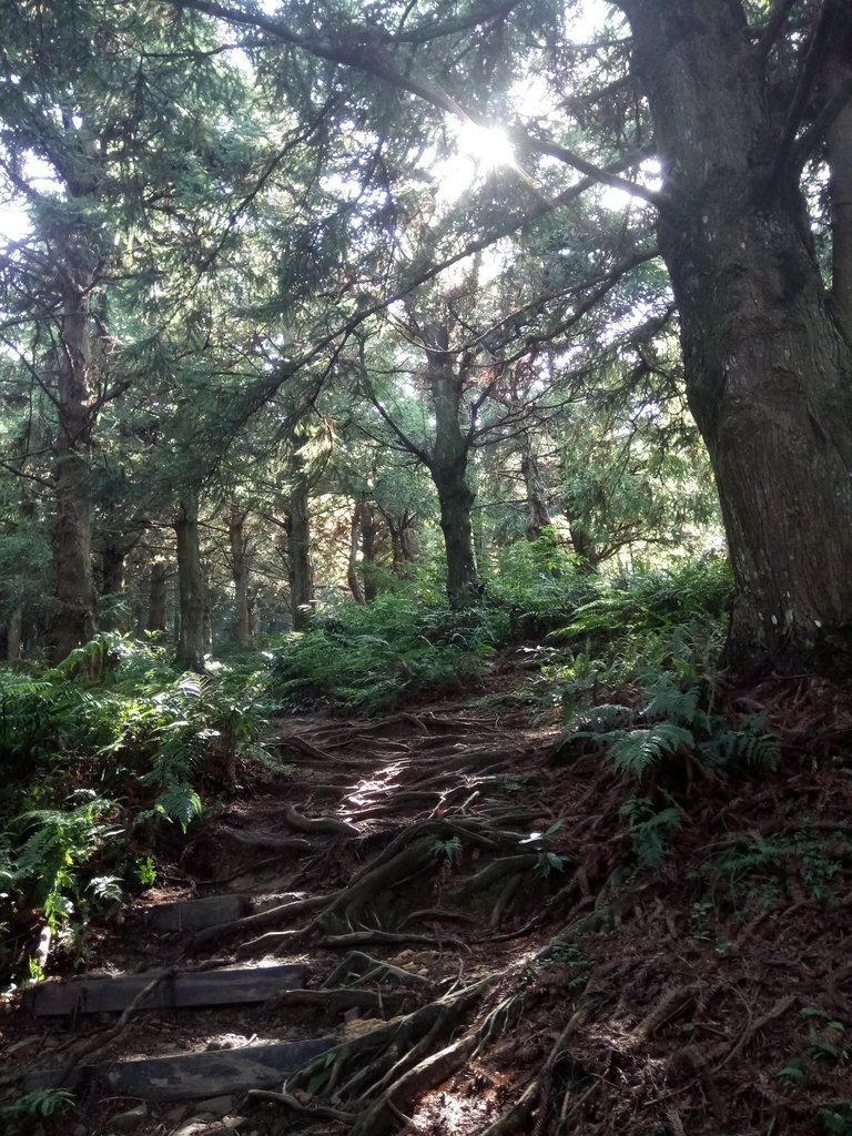 DSC_5197.JPG - 台中和平  長壽山登山步道  (上)