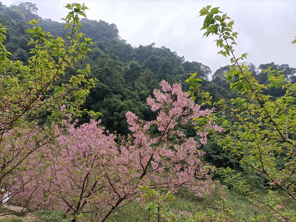 IMG20210226123113.jpg - 三峽  熊空  大熊櫻花林