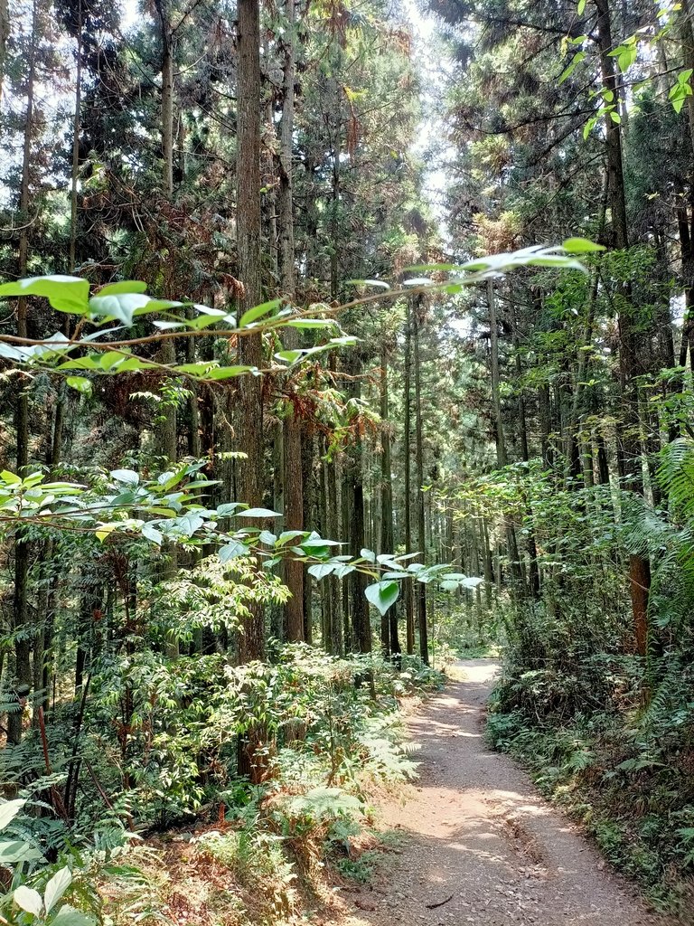 IMG20210403112702.jpg - 五峰  鵝公髻山登山步道  (02)