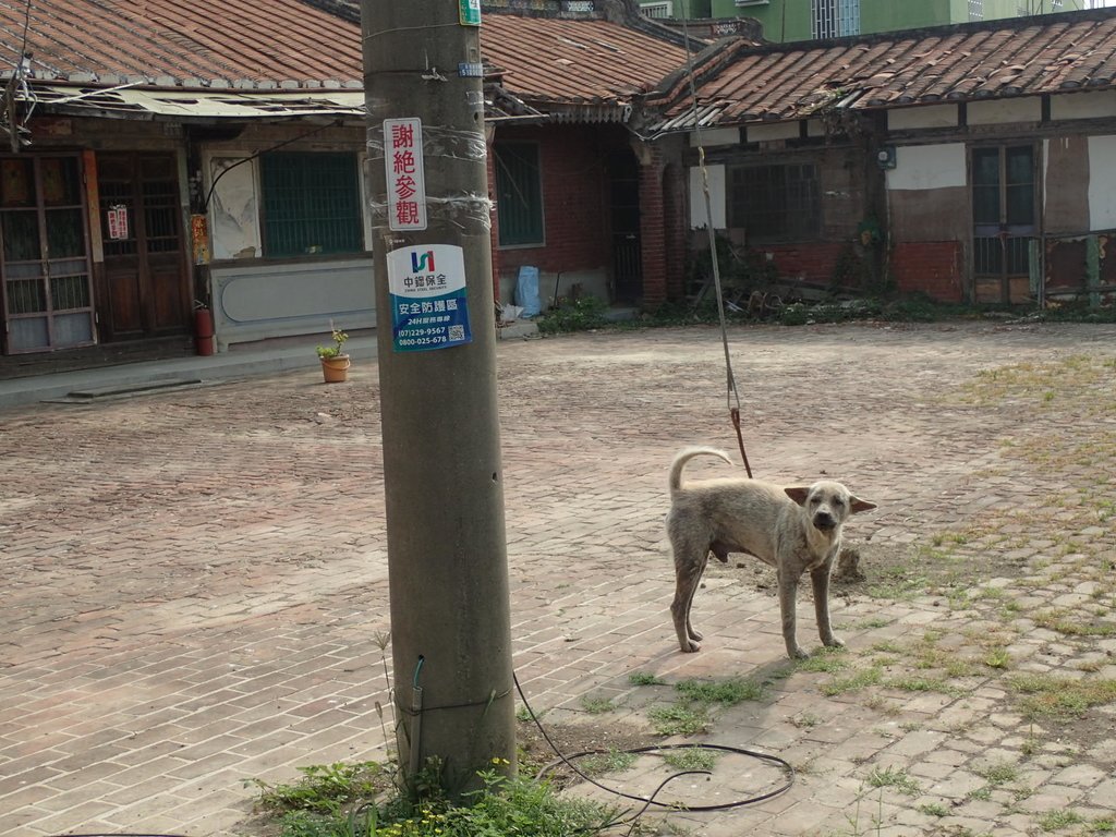 P4151427.JPG - 善化  胡厝寮地區傳統民居