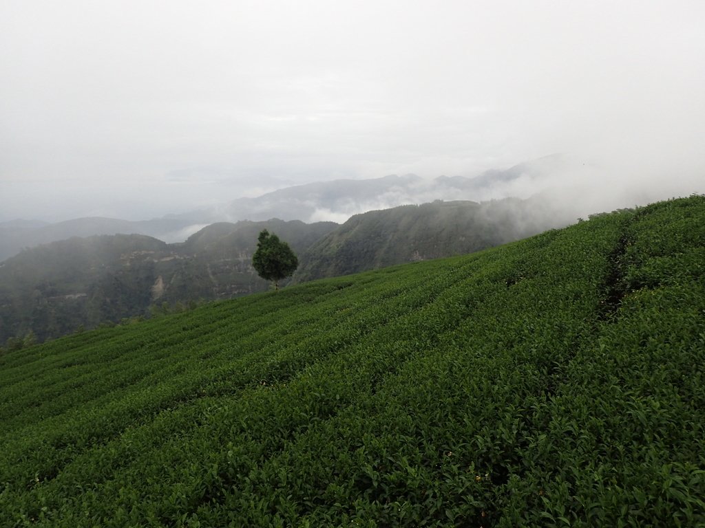 PA231847.JPG - 古坑  雲嶺之丘