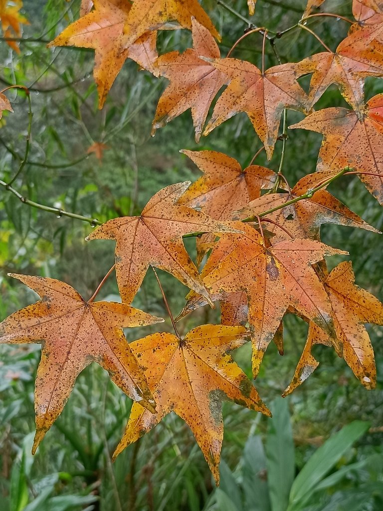 IMG20201226111053.jpg - 雙溪  燦光寮古道行