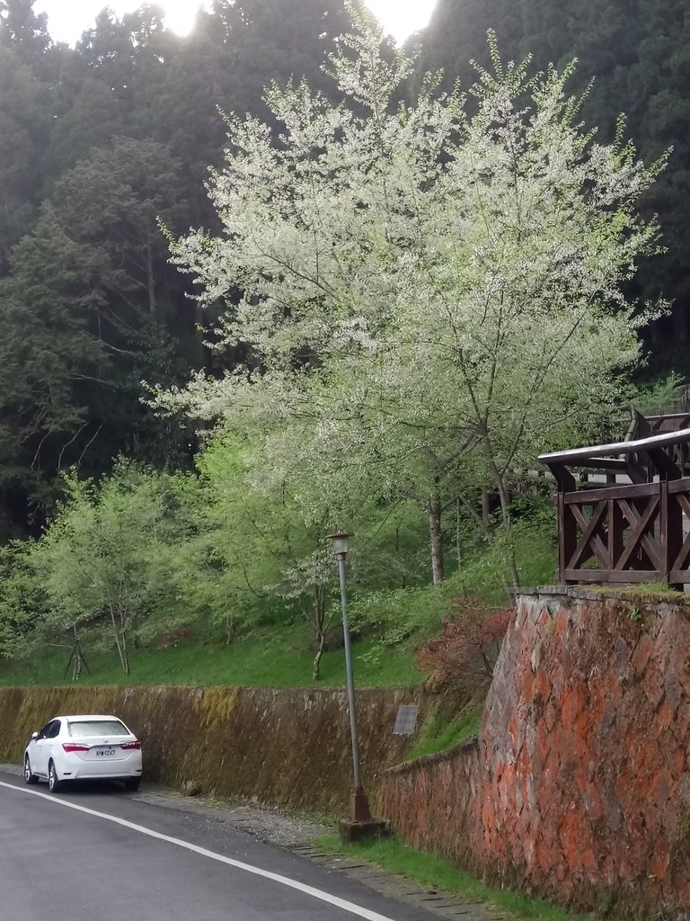 DSC_1658.JPG - 阿里山  沼平公園  賞櫻