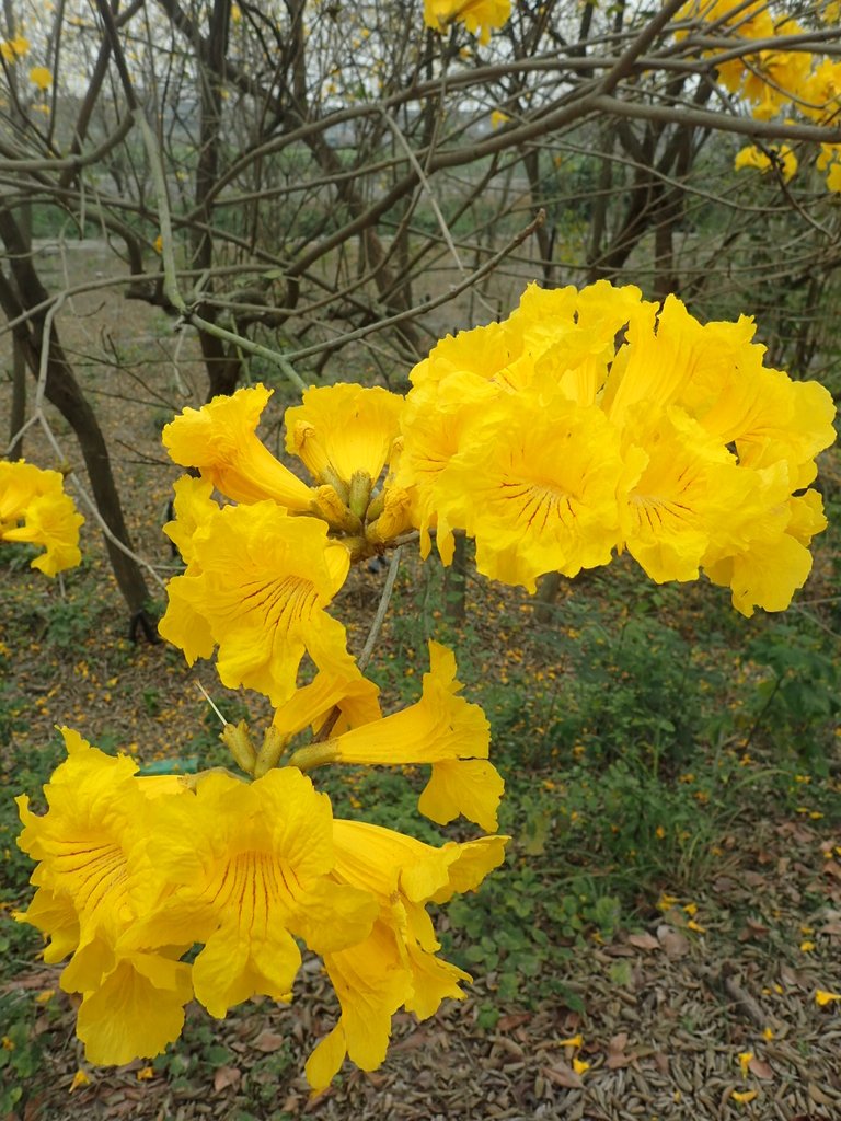 P3066568.JPG - 竹塘  田頭堤防  黃花風鈴木