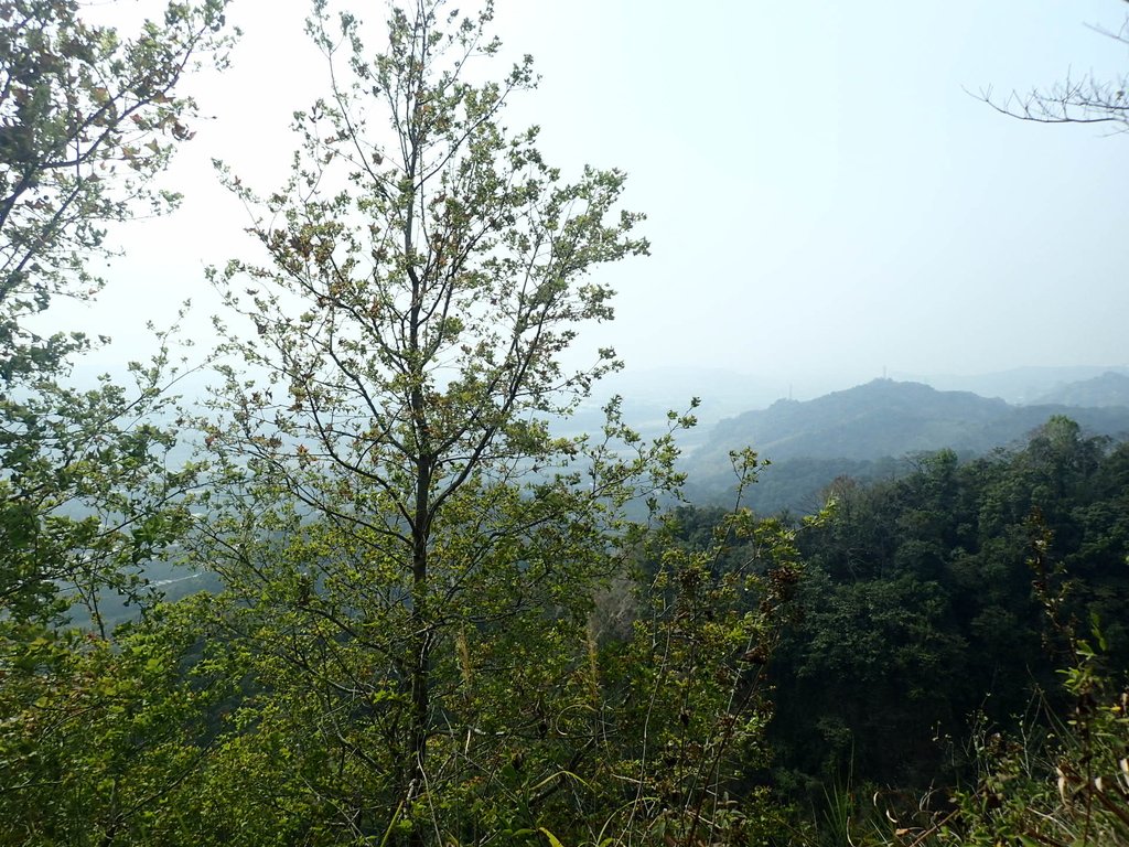 P3016091.JPG - 草屯平林  九九峰森林步道