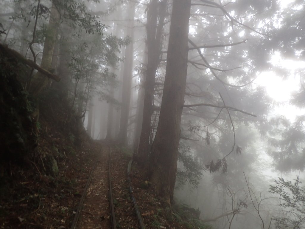 P2035022.JPG - 南庄  加里山  森林鐵道