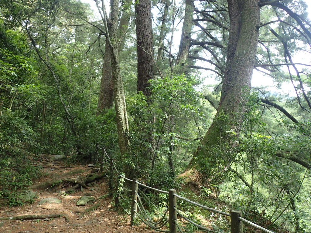 P6054133.JPG - 谷關七雄之  馬崙山  (上)