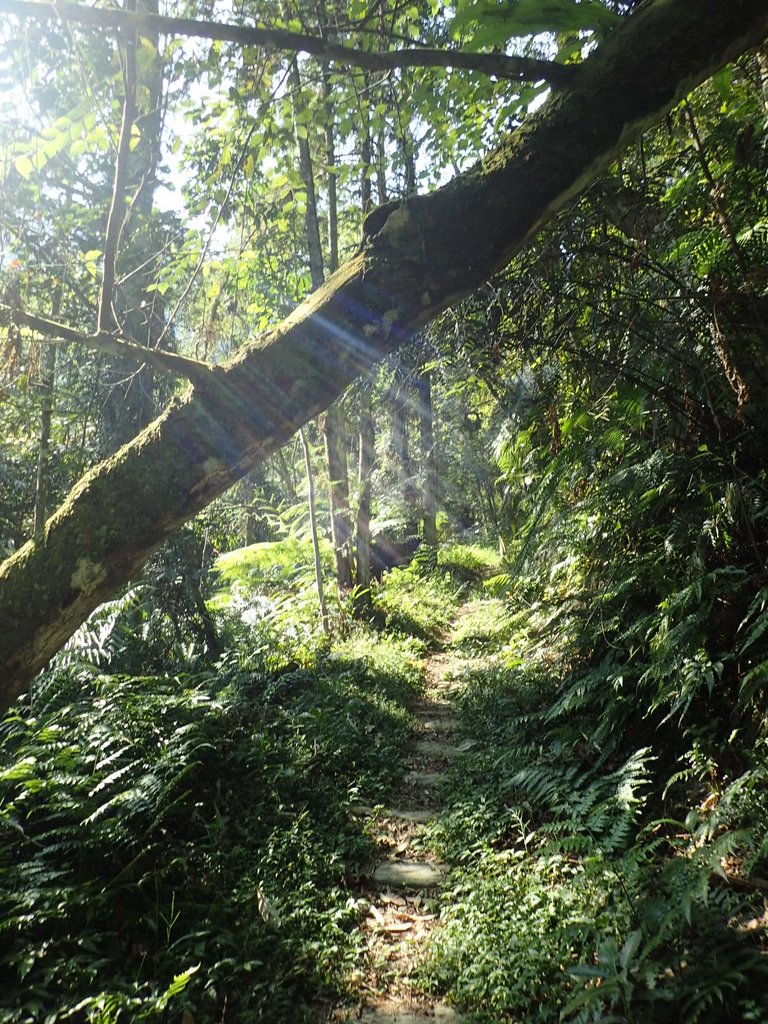 PA040345.JPG - 魚池  過坑山登山步道