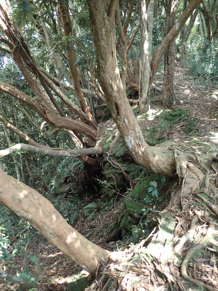 PA040471.JPG - 魚池  大尖山登山步道