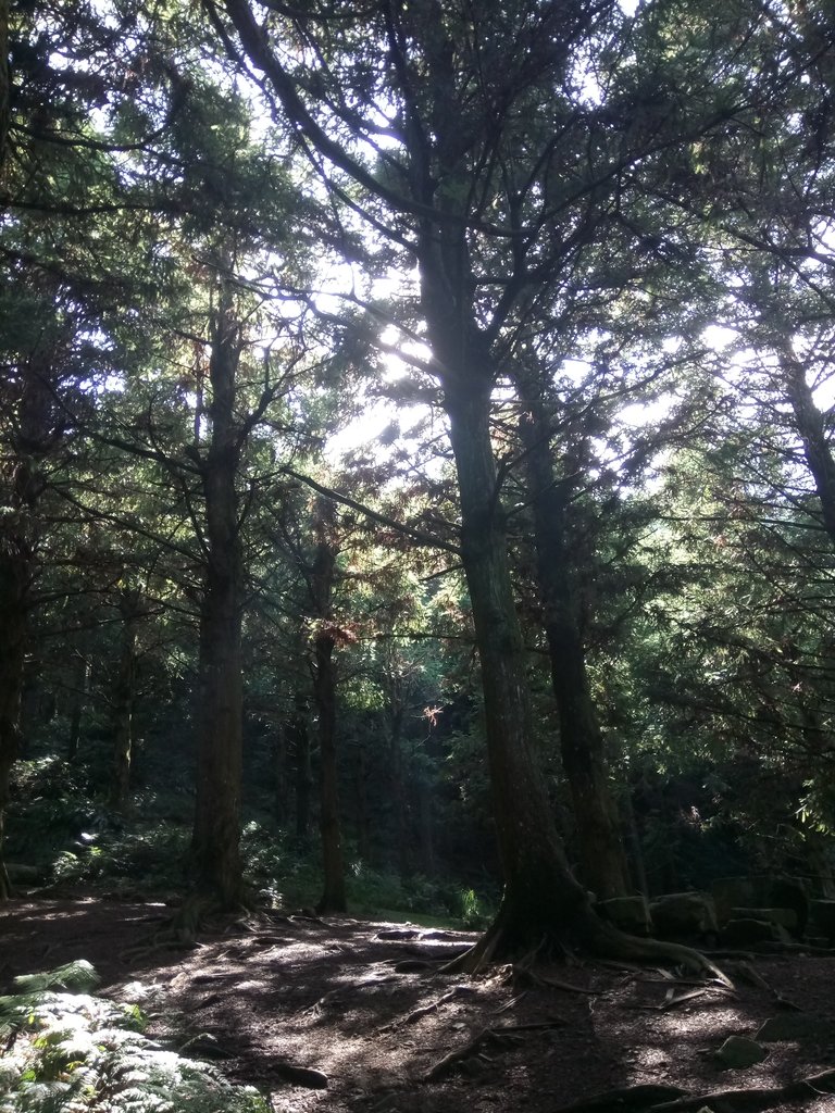 DSC_5199.JPG - 台中和平  長壽山登山步道  (上)