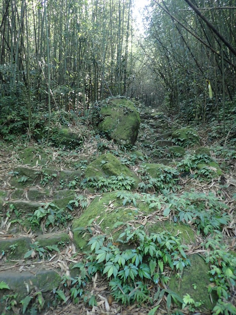 PA064364.JPG - 大湖  馬那邦山  (01)