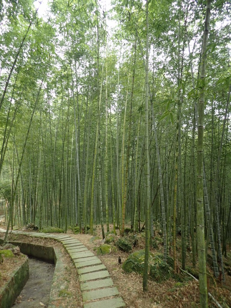 PA171287.JPG - 鹿谷  長源圳古道