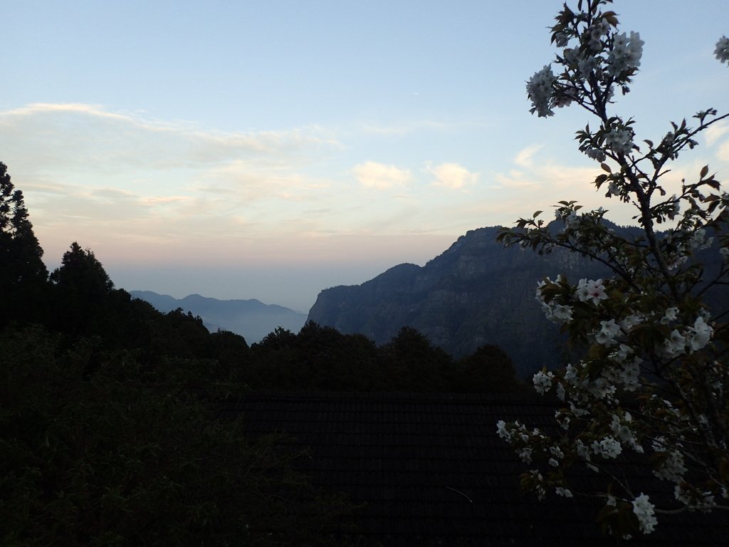 P3268015.JPG - 阿里山  沼平公園  賞櫻