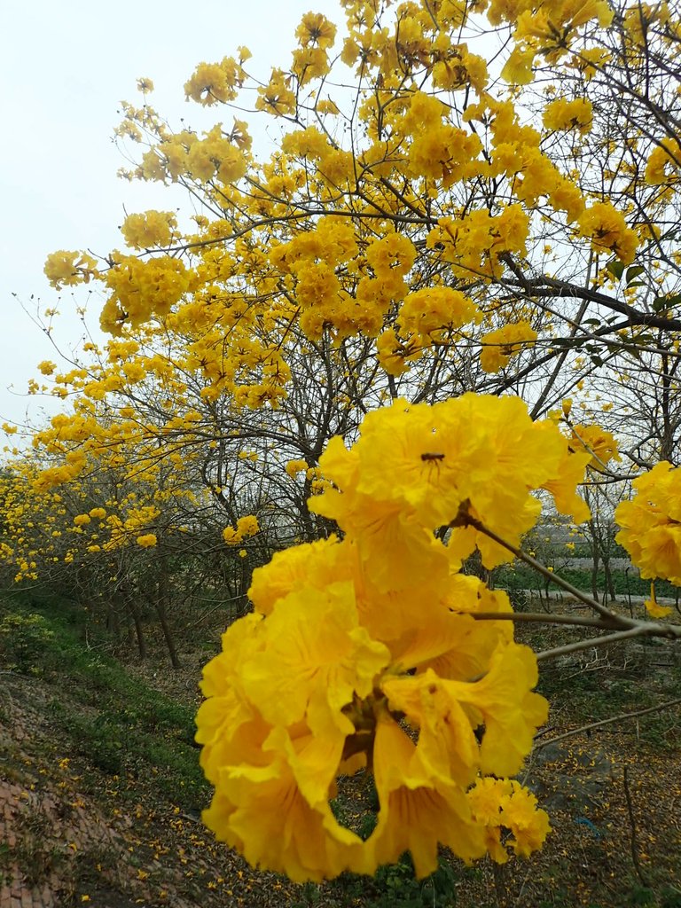 P3066570.JPG - 竹塘  田頭堤防  黃花風鈴木