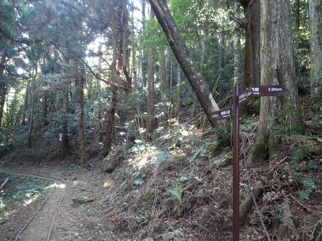 P2034743.JPG - 南庄  大坪林道  杜鵑嶺