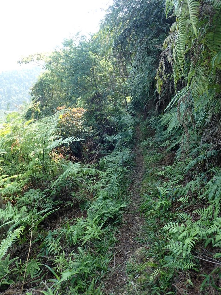 PA040354.JPG - 魚池  過坑山登山步道