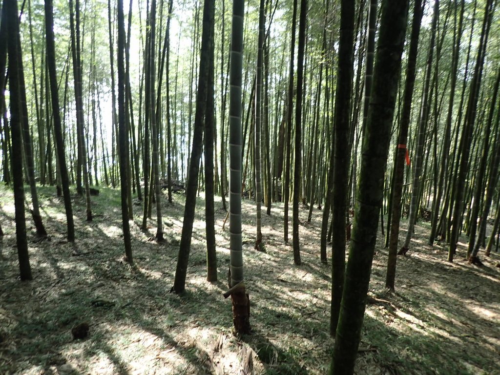 PA040494.JPG - 魚池  大尖山登山步道