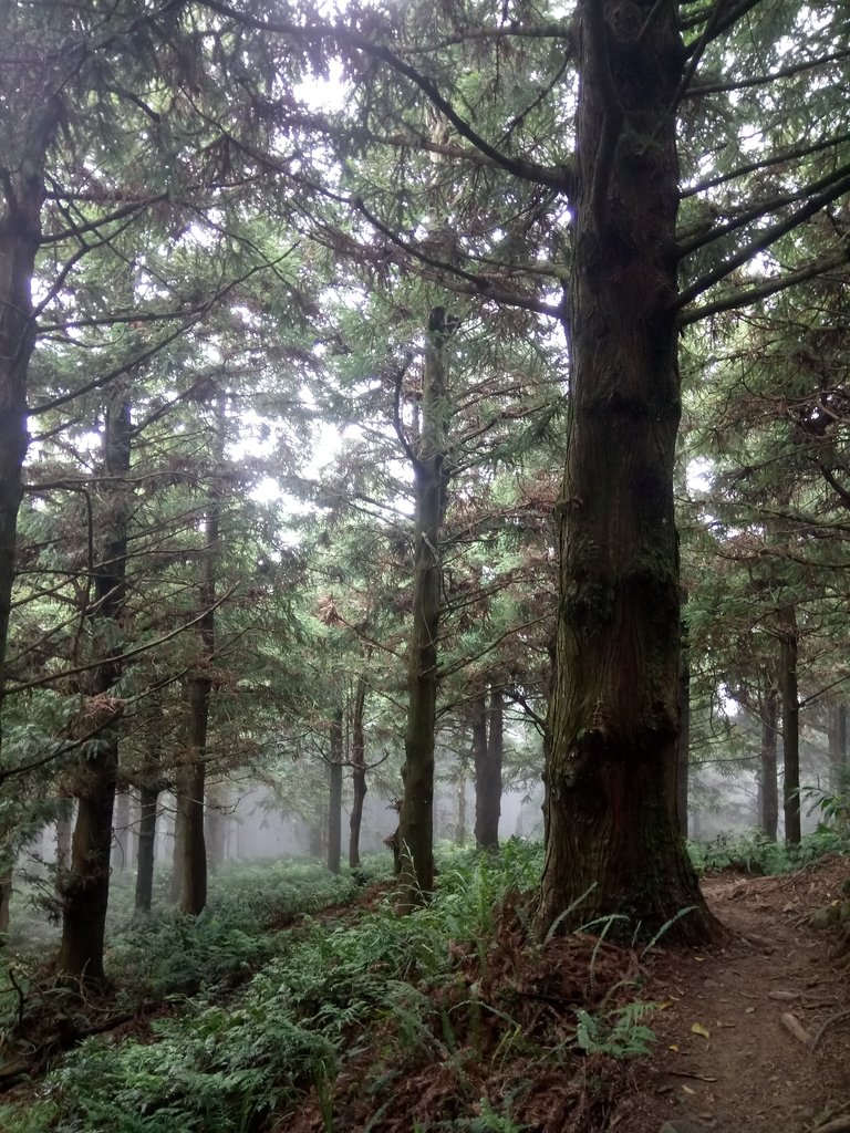 DSC_5263.JPG - 台中和平  長壽山登山步道  (上)