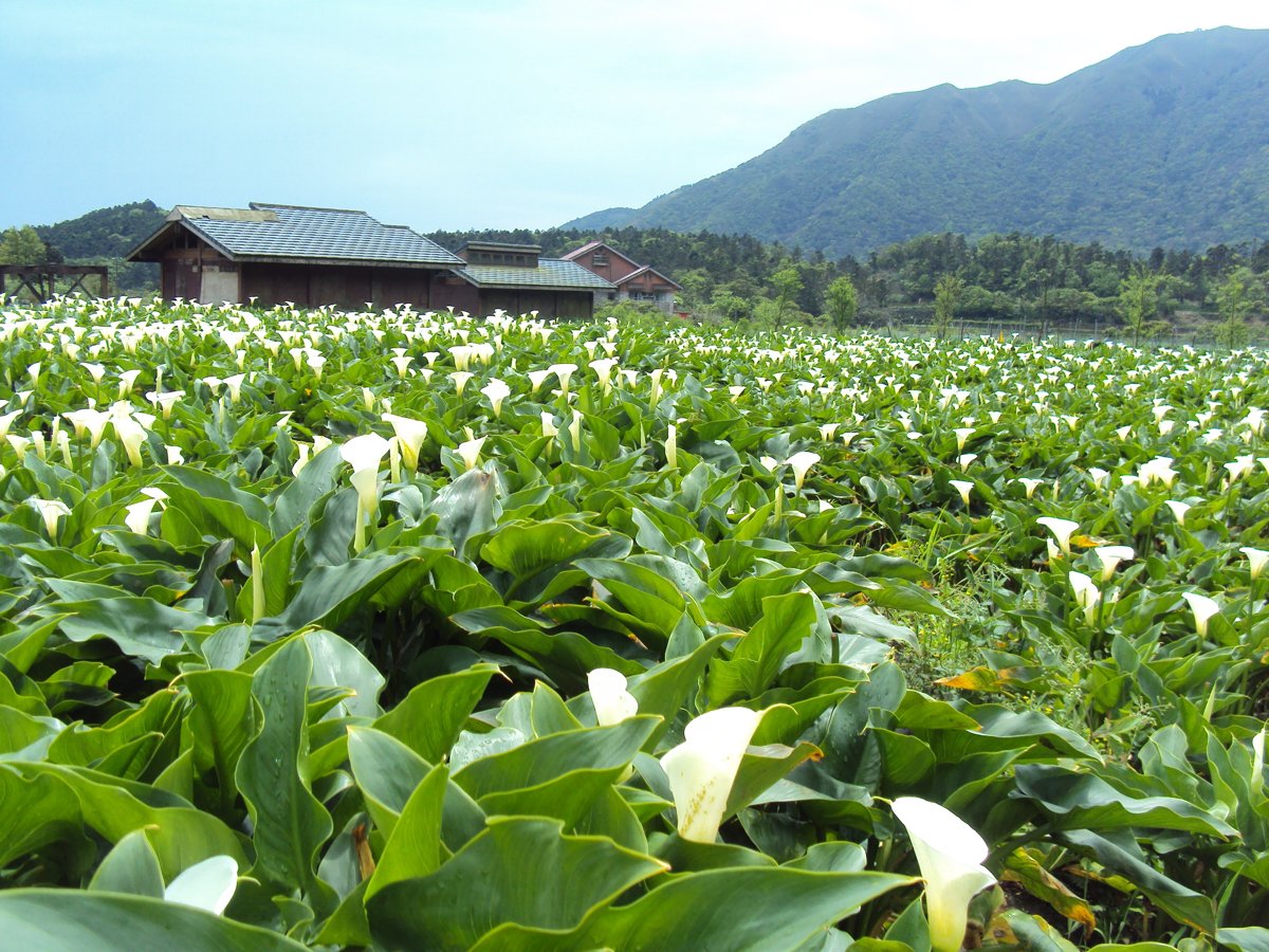 DSC05245.JPG - 竹子湖海芋步道