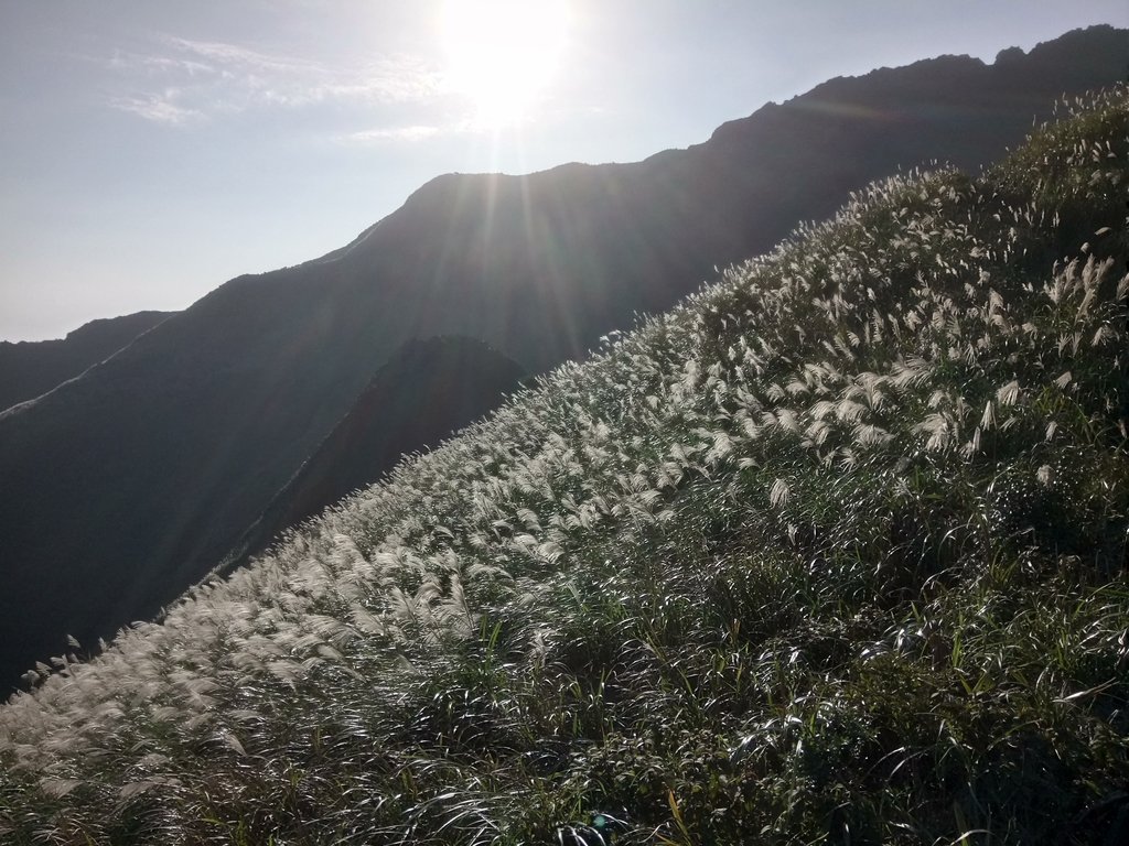 DSC_9240.JPG - 瑞芳  茶壺山芒花季