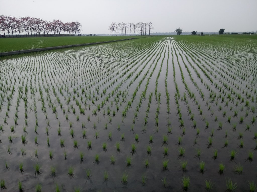 DSC_8356.JPG - 竹塘  田頭  木棉花道